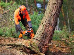 Chisholm, MN Tree Care Company