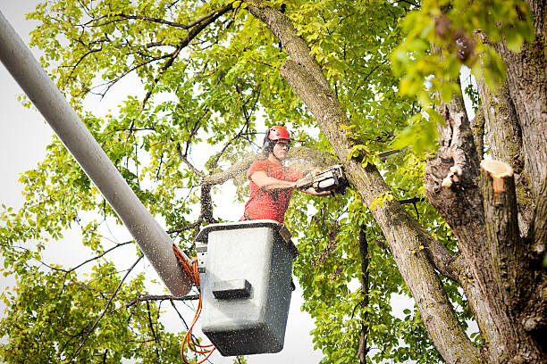 How Our Tree Care Process Works  in  Chisholm, MN